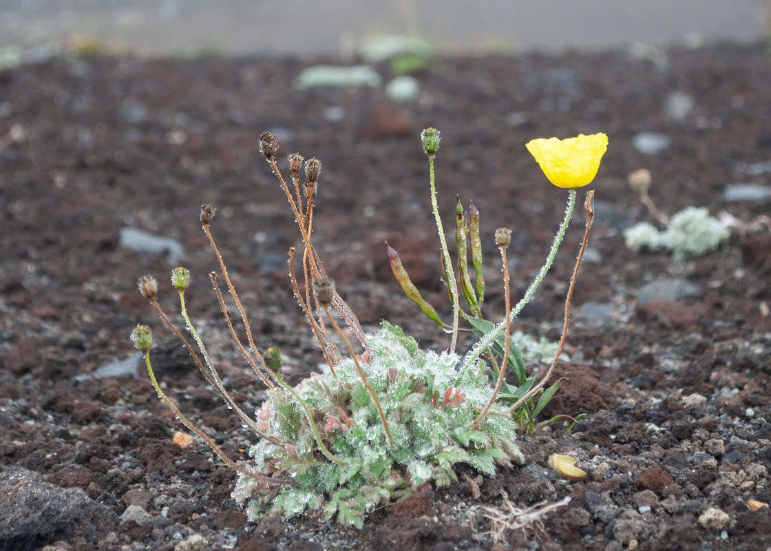 Image of Papaver microcarpum specimen.