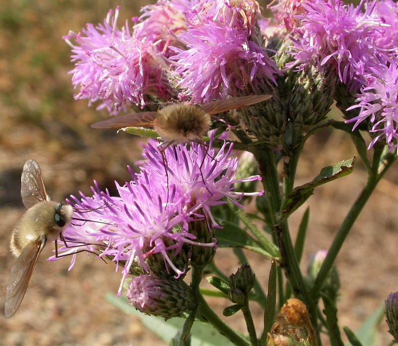 Изображение особи Saussurea amara.