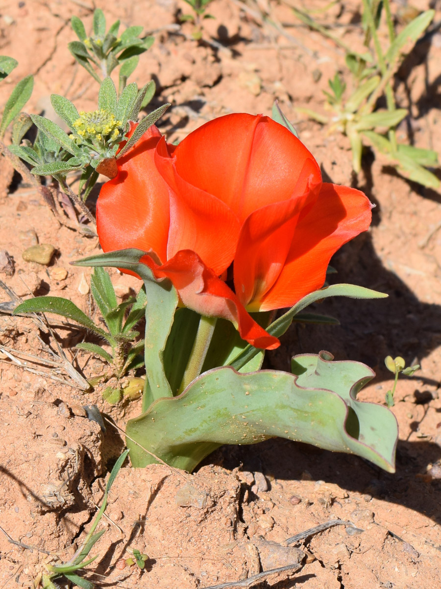 Image of Tulipa greigii specimen.