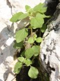 Parietaria lusitanica. Цветущее растение. Израиль, г. Кирьят-Оно, стенка из камня. 11.02.2011.