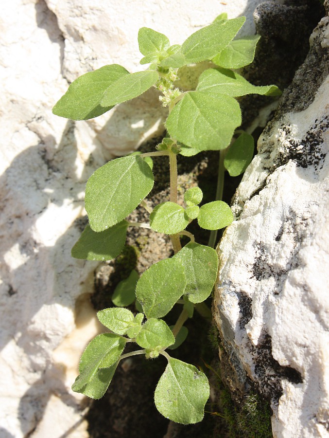 Image of Parietaria lusitanica specimen.