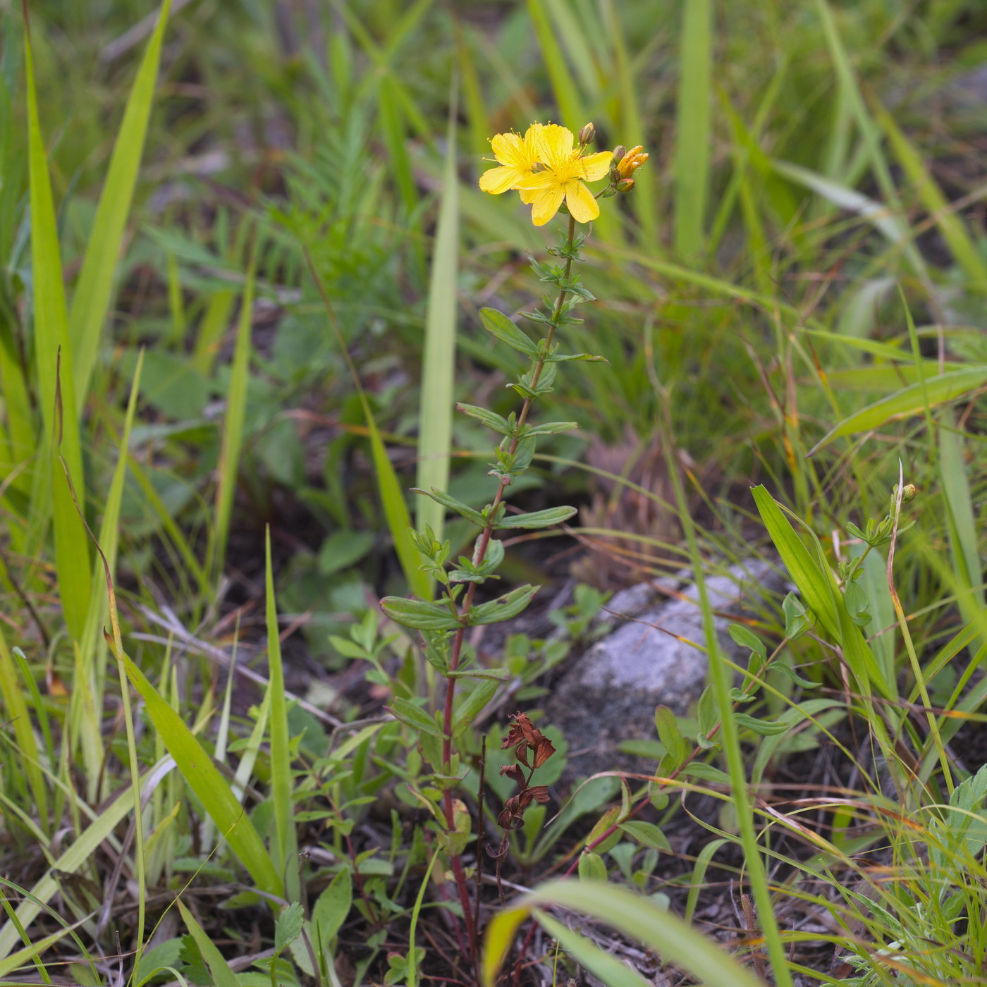 Изображение особи Hypericum attenuatum.