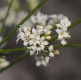 Galium octonarium