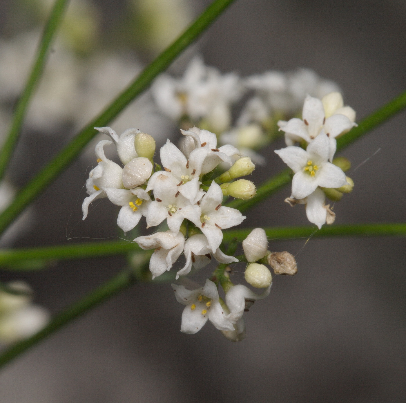 Image of Galium octonarium specimen.