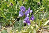 Lathyrus japonicus. Соцветие. Приморский край, окр. пос. Дунай, бух. Круглая, песчаная береговая полоса. 24.05.2025.