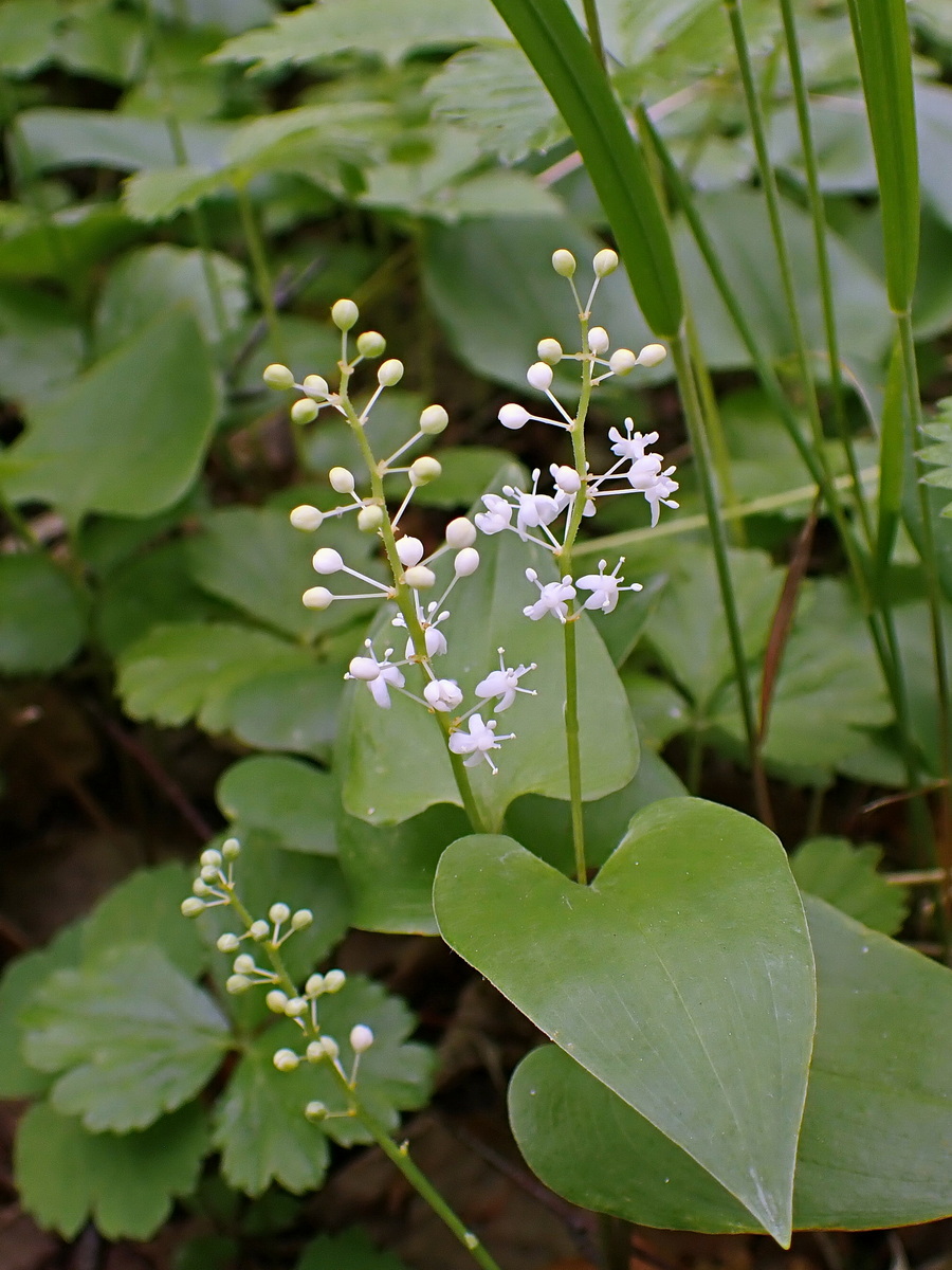 Изображение особи Maianthemum bifolium.