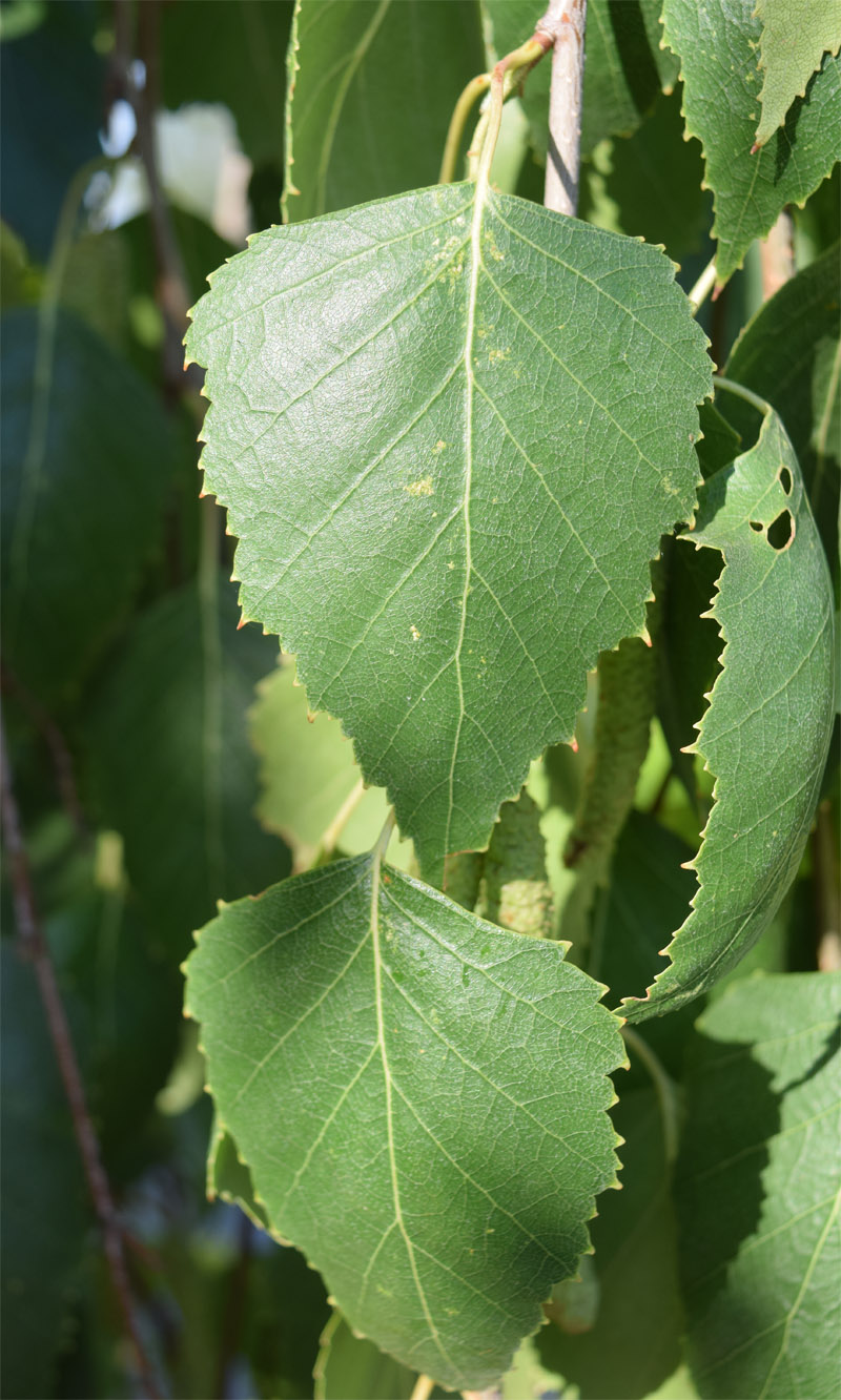 Image of Betula pendula specimen.