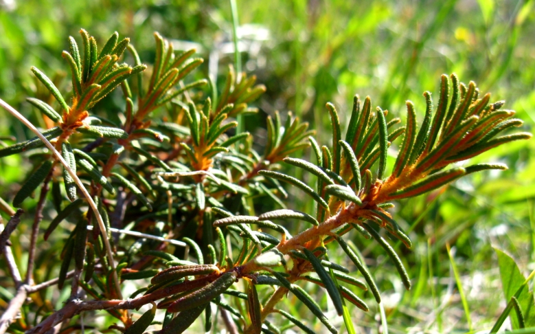 Изображение особи Ledum decumbens.