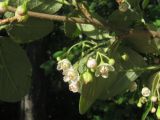 Cotoneaster messerschmidtii