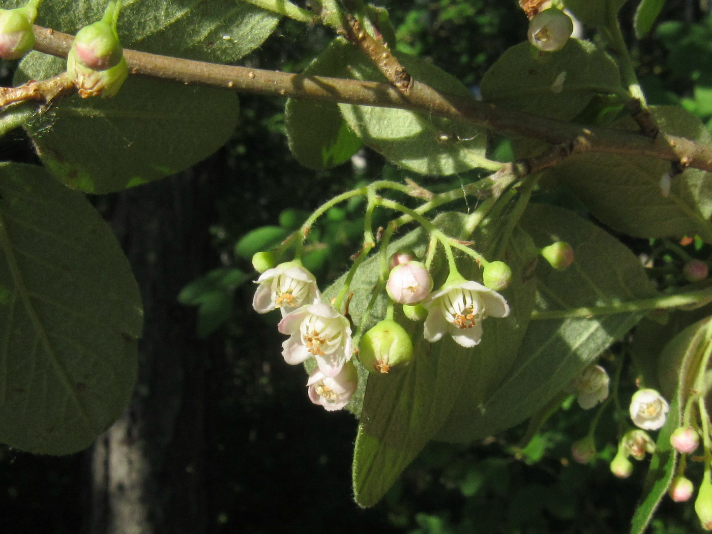 Image of Cotoneaster messerschmidtii specimen.