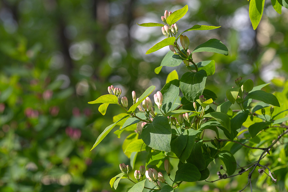Изображение особи Lonicera tatarica.