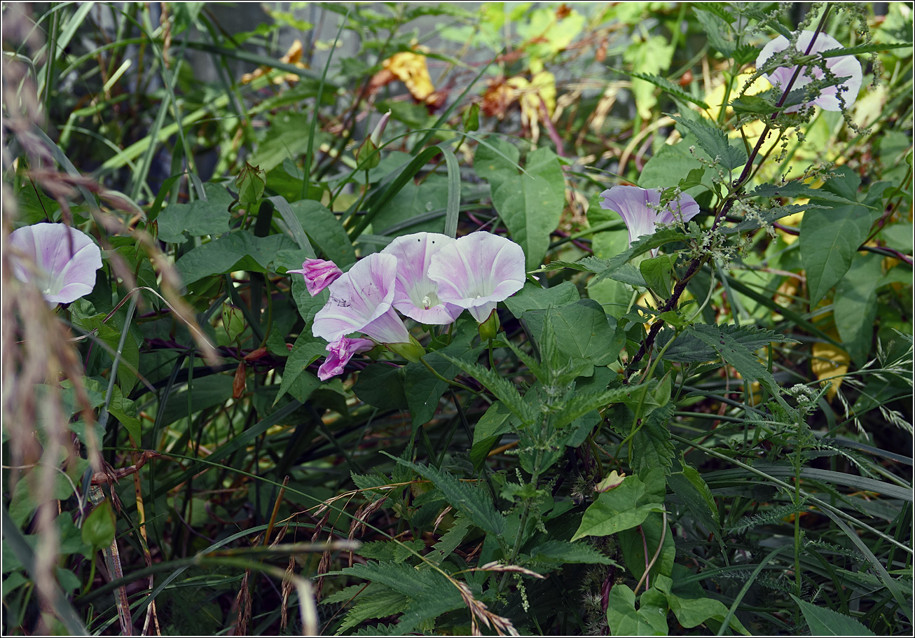 Image of Calystegia spectabilis specimen.