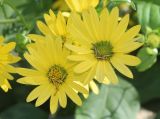 Silphium perfoliatum. Соцветия. Узбекистан, г. Ташкент, Ботанический сад им. Ф.Н. Русанова, в культуре. 04.08.2025.