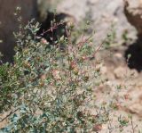 Reaumuria turkestanica