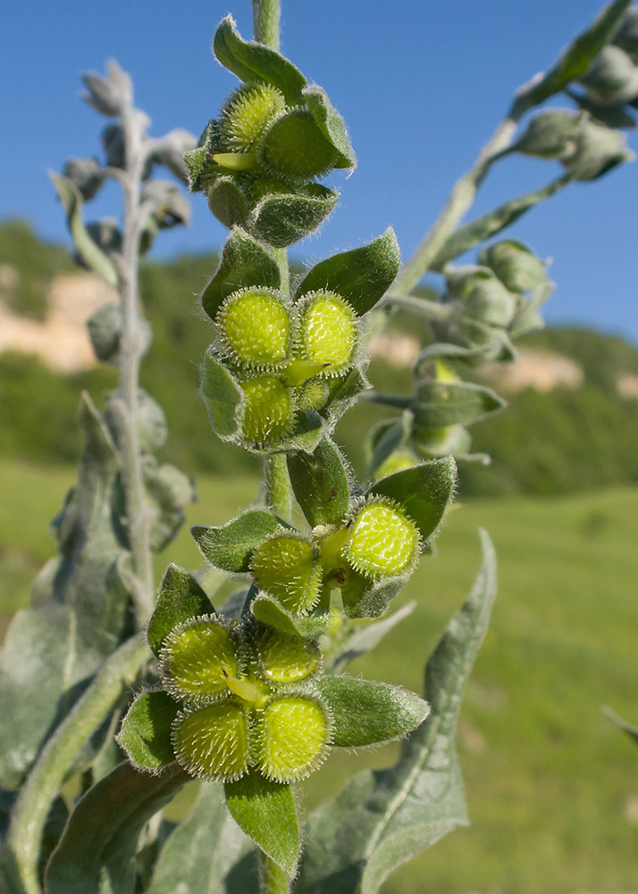 Изображение особи Cynoglossum officinale.