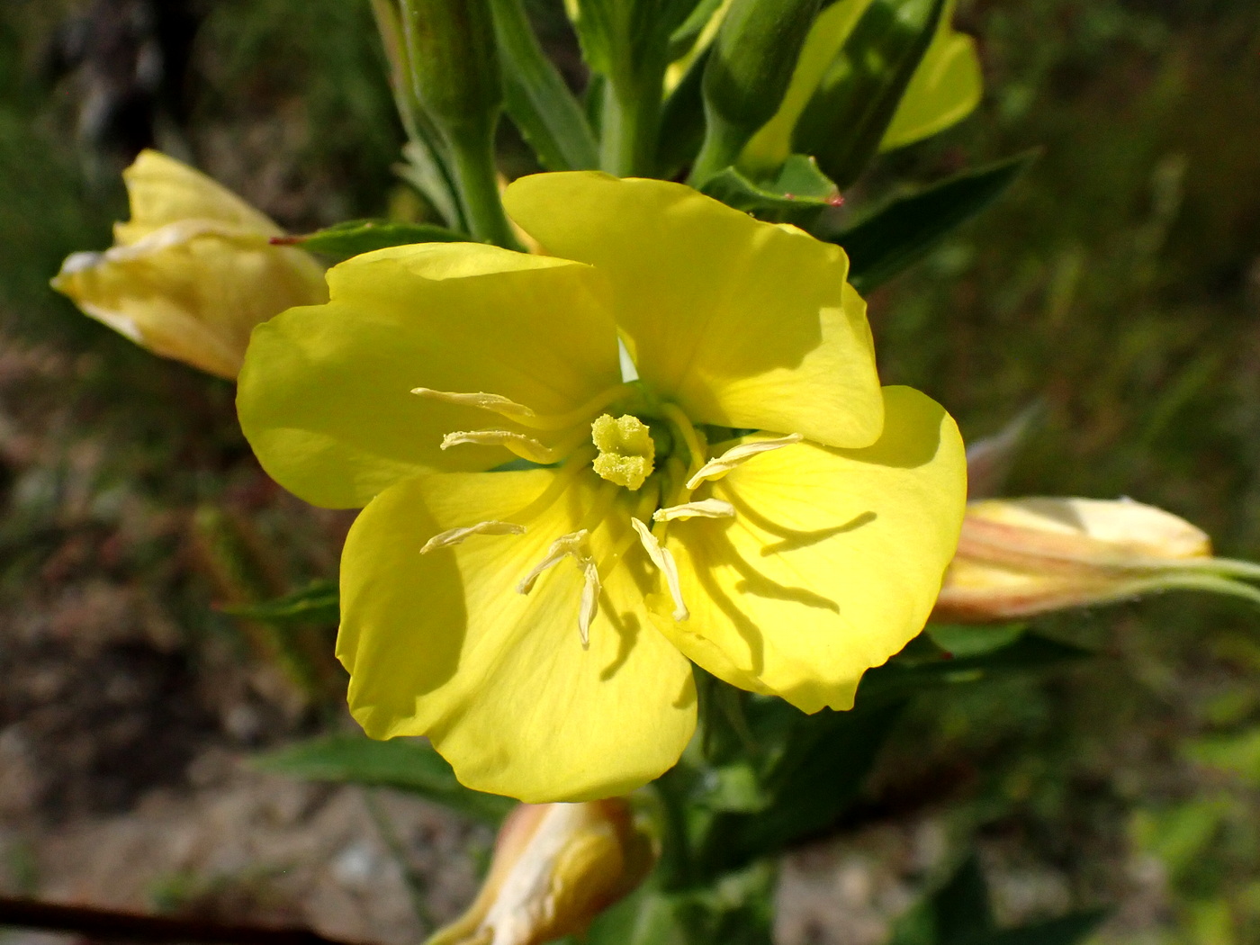 Image of Oenothera depressa specimen.