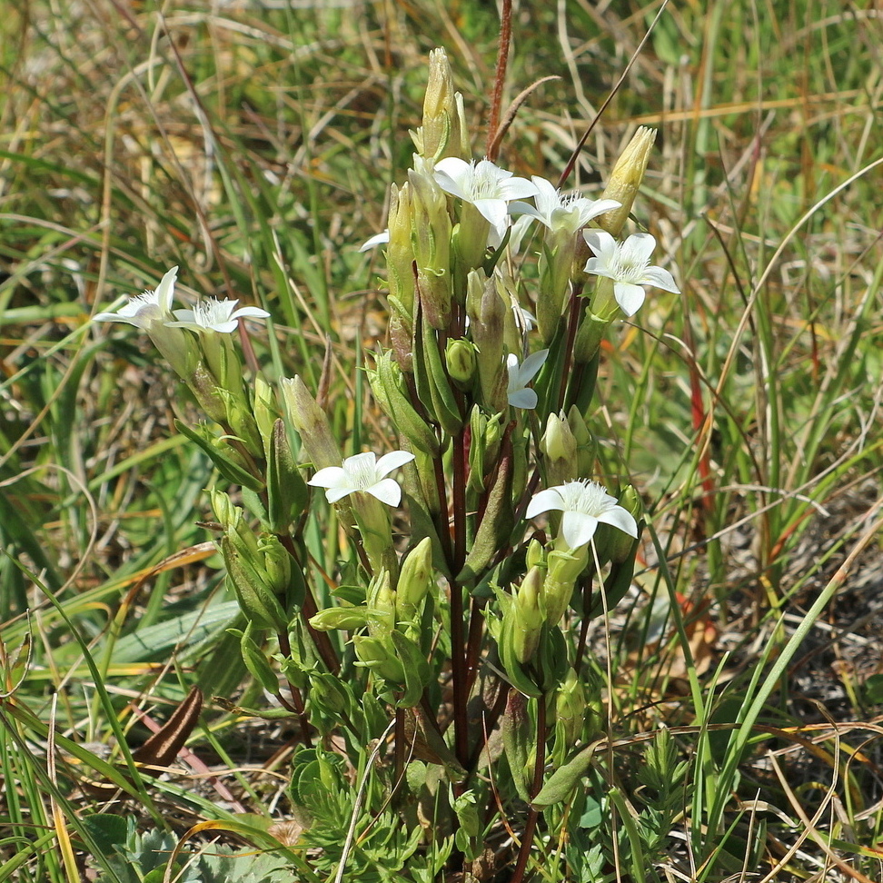 Изображение особи Gentianella caucasea.