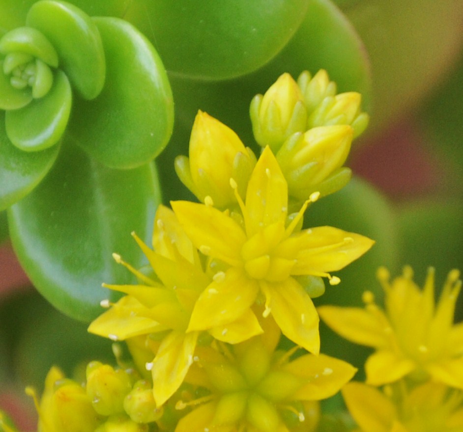 Изображение особи Sedum oreganum.