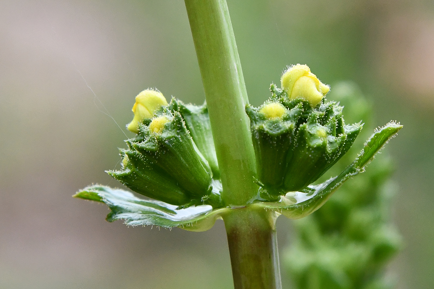 Image of Phlomoides hissarica specimen.