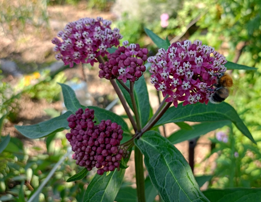 Изображение особи Asclepias incarnata.