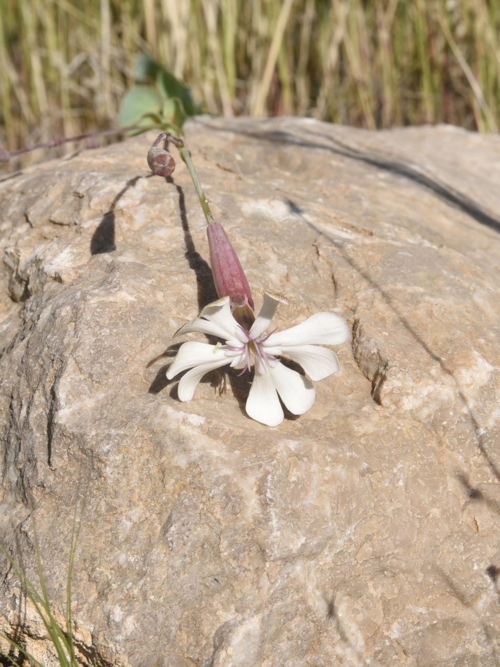 Изображение особи Silene chlorifolia.