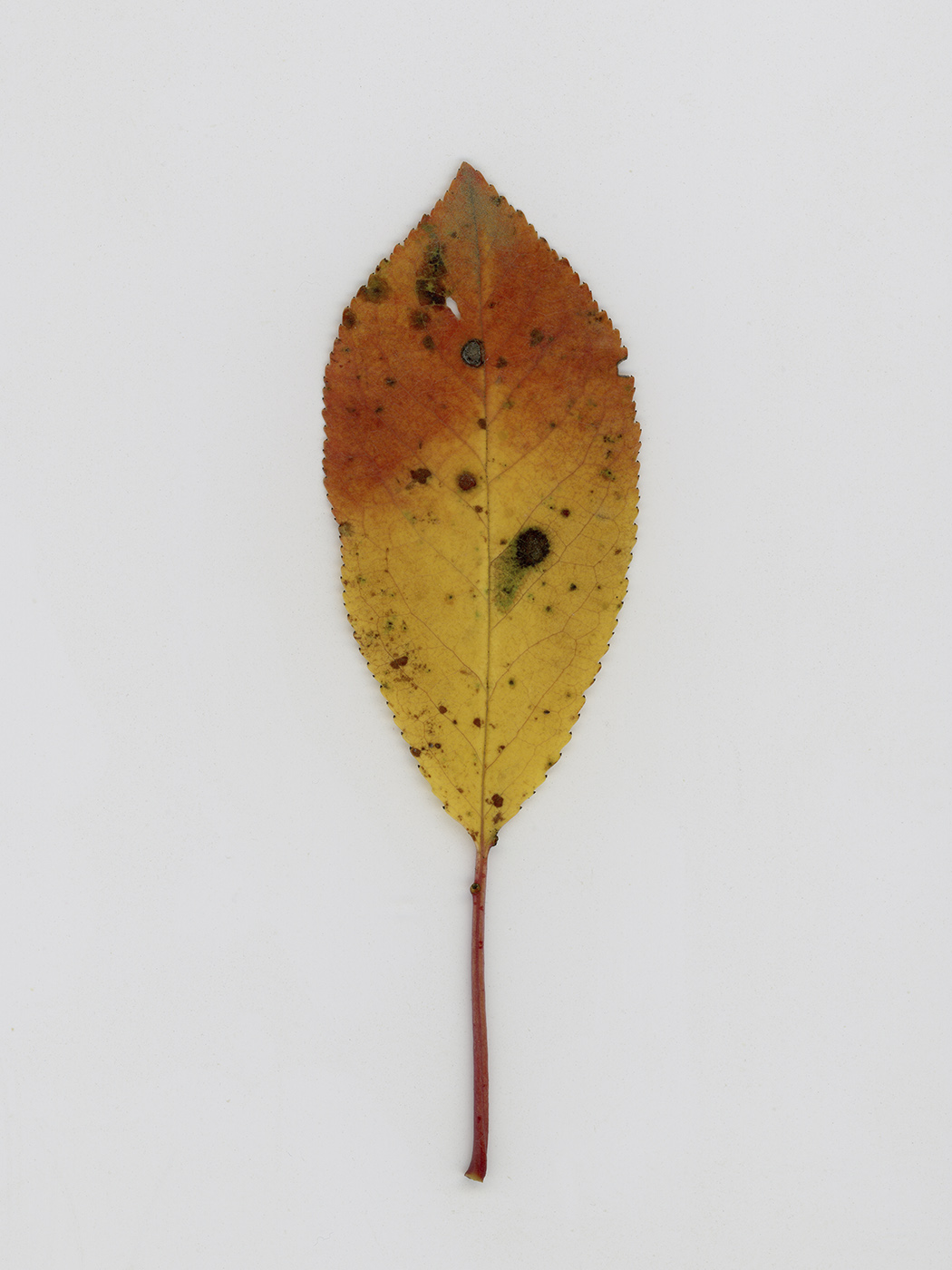 Изображение особи Cerasus avium.