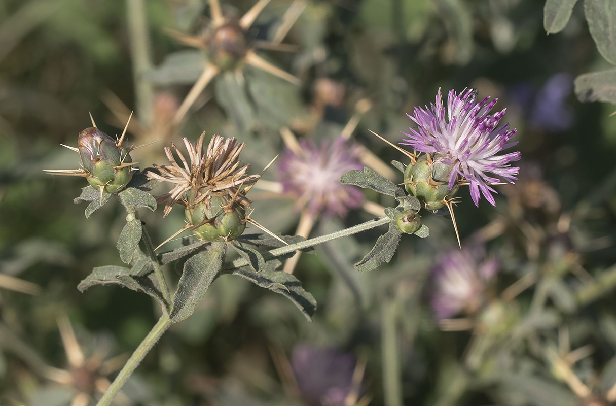 Изображение особи Centaurea iberica.