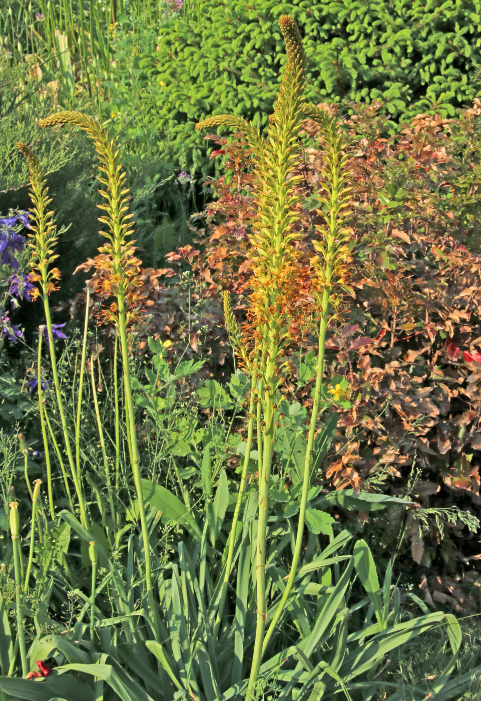 Изображение особи Eremurus spectabilis.