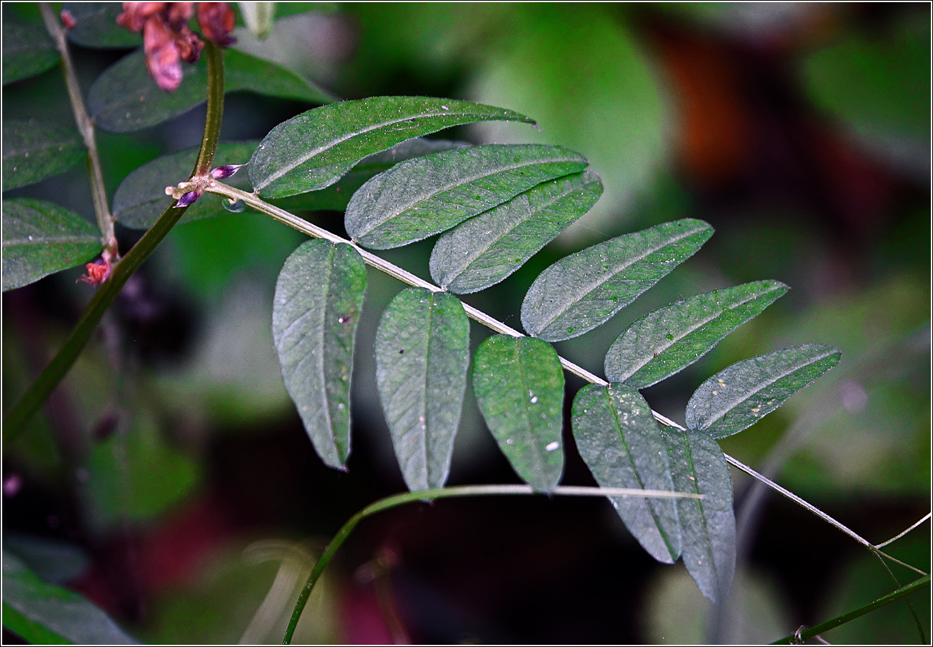 Image of Vicia sepium specimen.