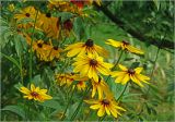 Rudbeckia hirta. Верхушки побегов с соцветиями. Московская обл., Раменский р-н, окр. дер. Хрипань, садовый участок. 31.07.2025.