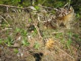 Carlina biebersteinii. Верхушка высохшего растения с прошлогодними соплодиями. Костромская обл., заповедник \"Кологривский лес\", участок бывшей УЖД. 21 мая 2010 г.