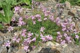 Chamaenerion colchicum. Цветущее растение. Карачаево-Черкесия, Домбай, гора Мусса-Ачитара, выс. 2200 м н.у.м., каменная россыпь на склоне. 29.07.2025.