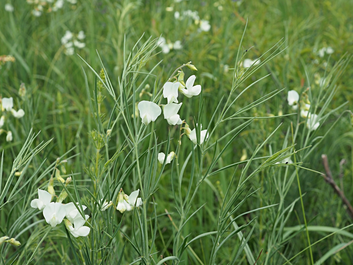 Image of Lathyrus pallescens specimen.