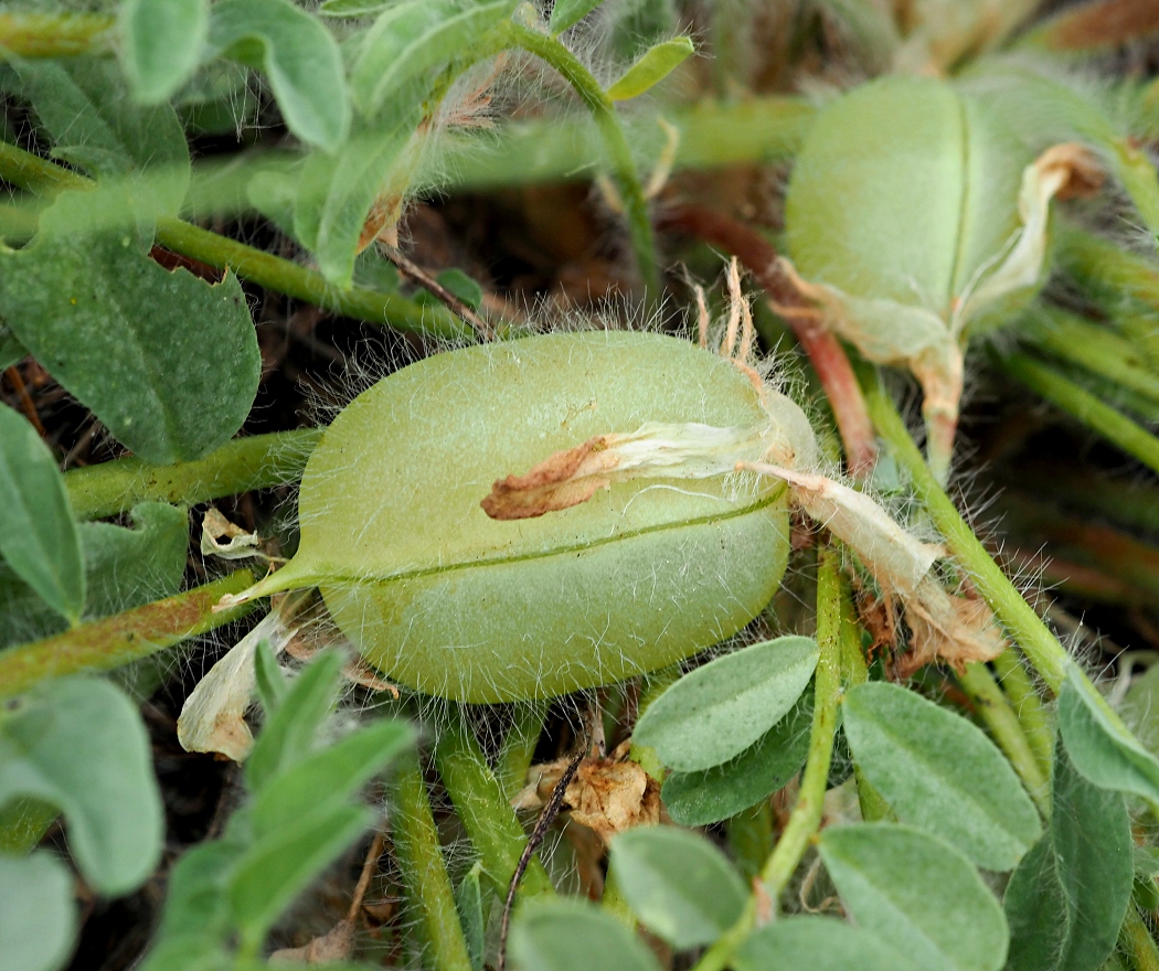 Изображение особи Astragalus henningii.