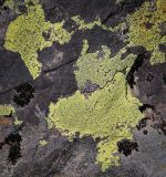 Image of taxon representative. Author is Игорь Павлов