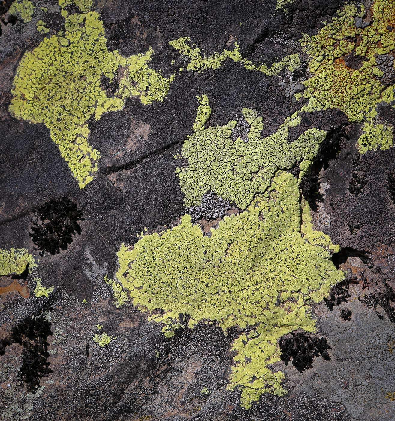 Image of division Ascomycota specimen.