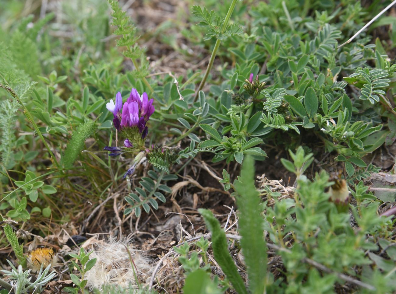 Image of genus Astragalus specimen.