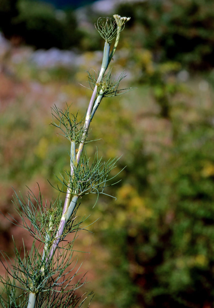 Image of Foeniculum vulgare specimen.