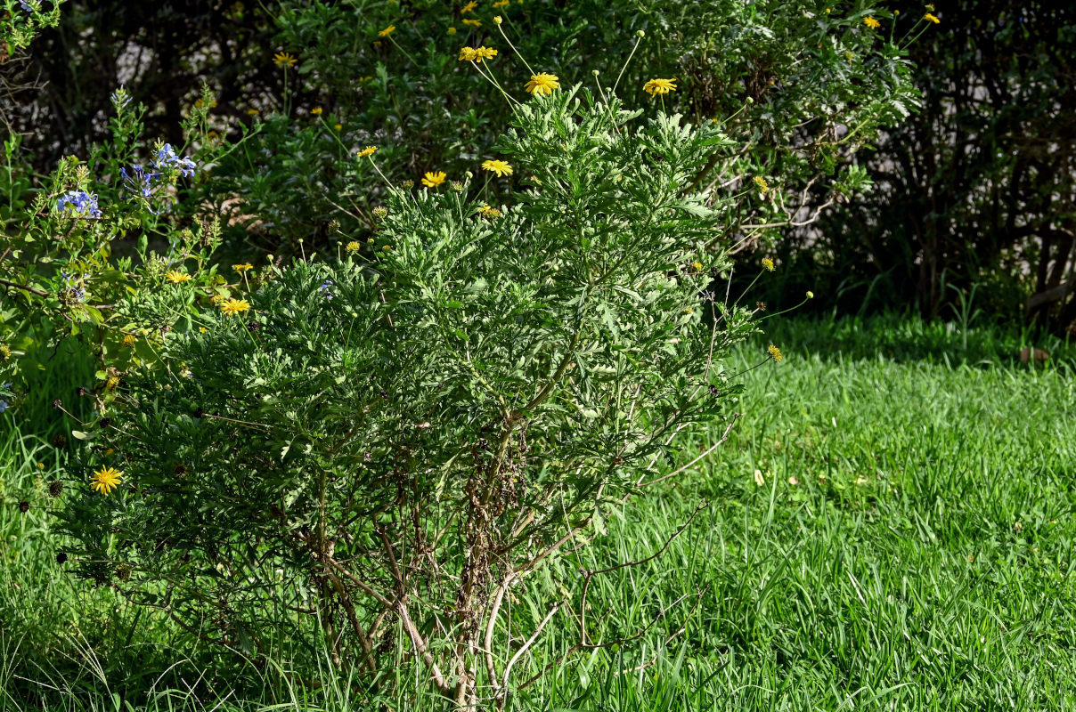 Image of Euryops pectinatus specimen.