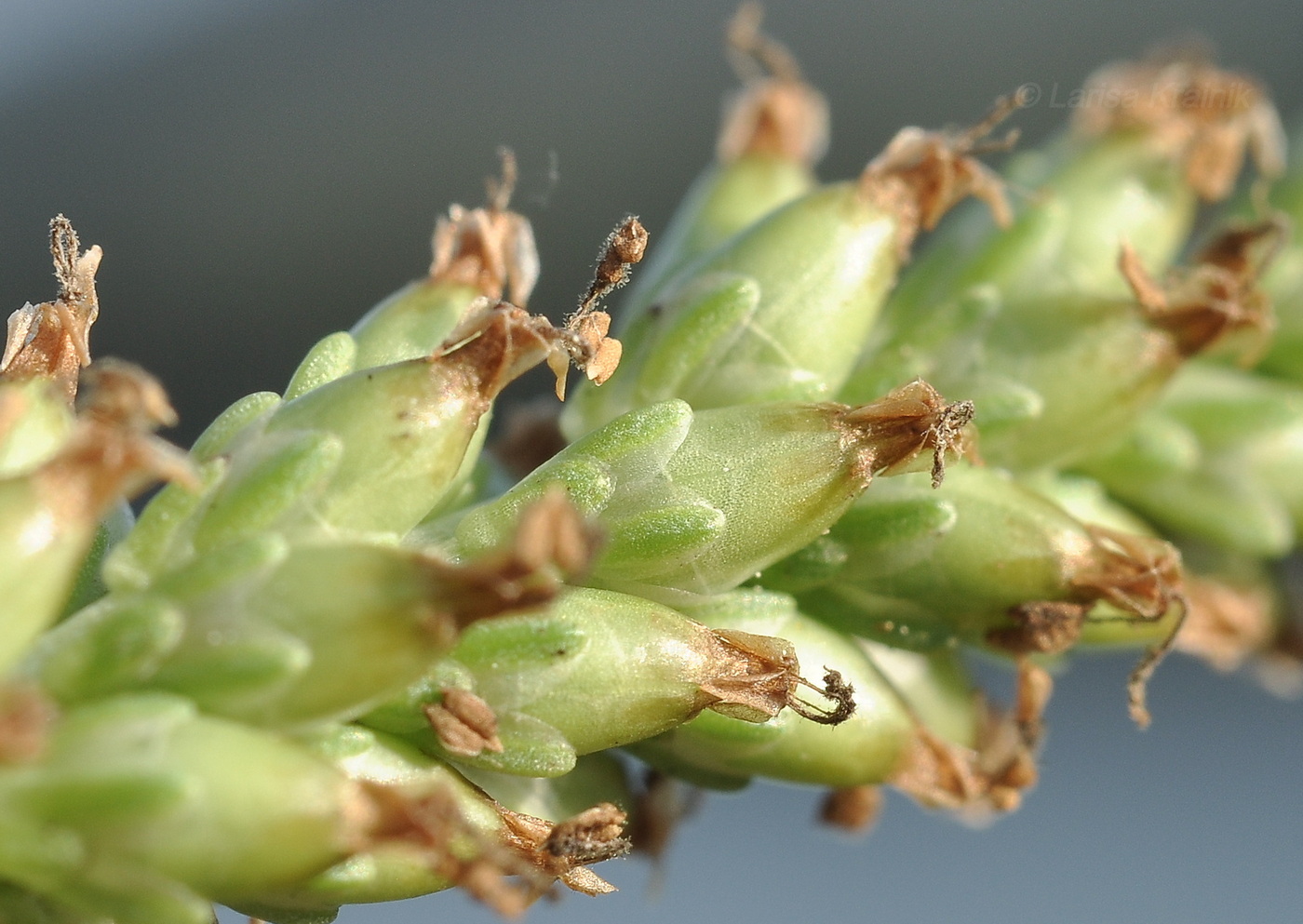 Image of genus Plantago specimen.