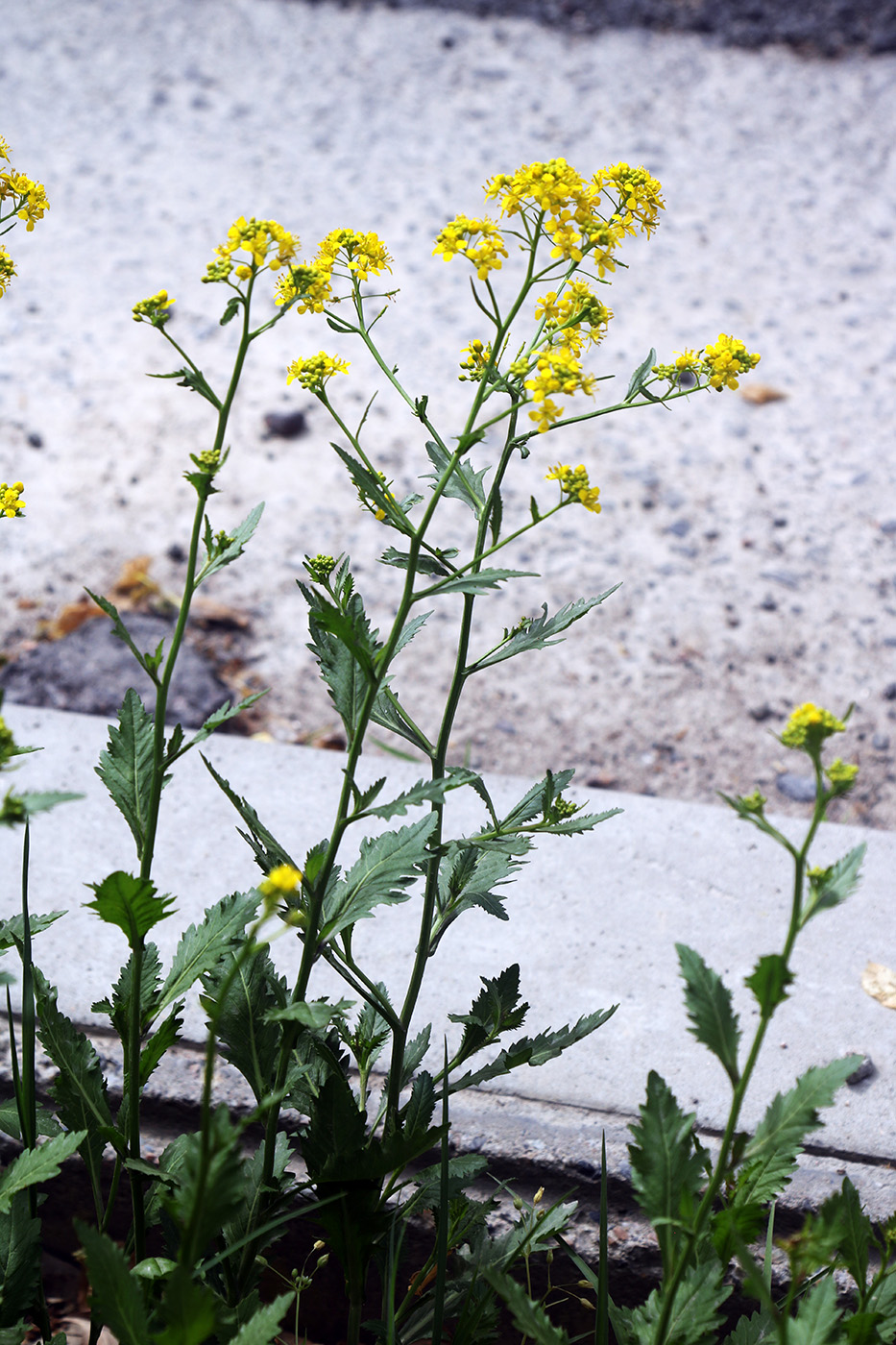 Image of Rorippa austriaca specimen.