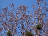 Populus nigra. Верхушка цветущего мужского дерева; в нижней части кроны - кусты омелы. Киев, Южная Борщаговка. 22 апреля 2011 г.