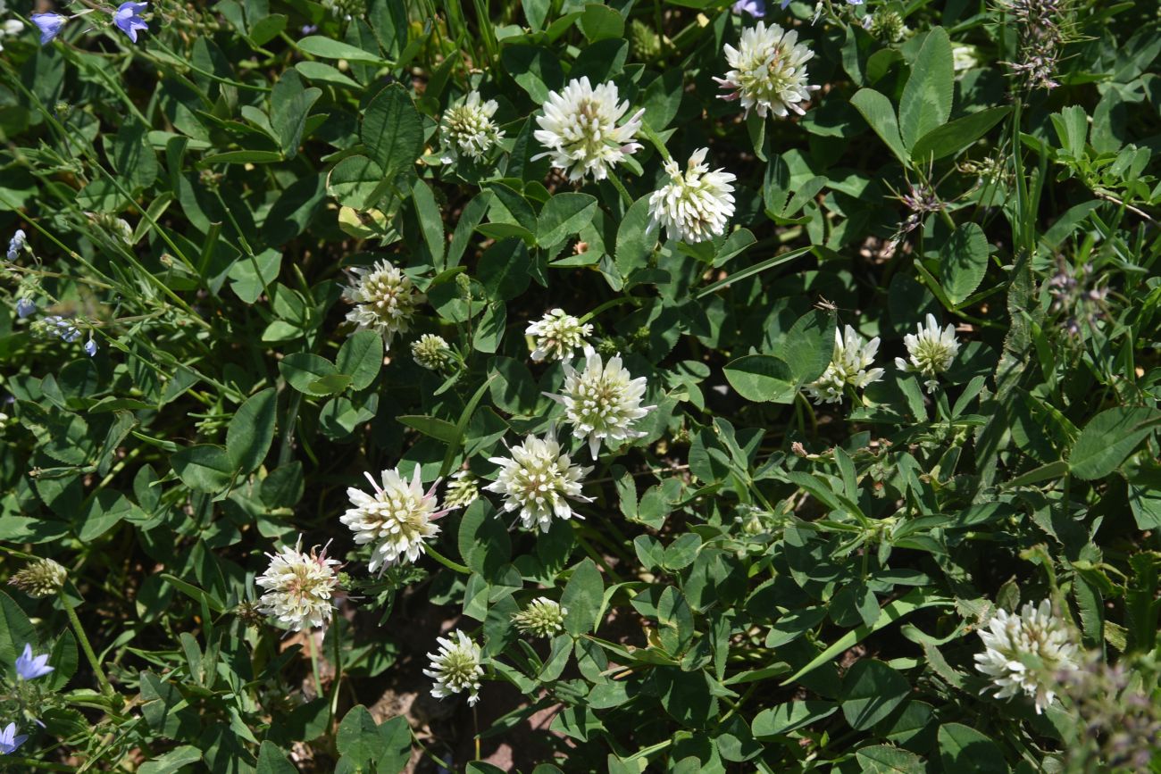 Image of genus Trifolium specimen.