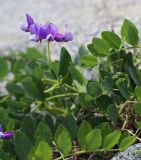 Lathyrus japonicus. Фрагмент цветущего растения (часть побега объедена косулей). Приморский край, Хасанский р-н, юго-западный берег бухты Рейд Паллада, окр. мыса Острено, каменистый берег моря. 18.05.2026.