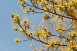 Quercus robur