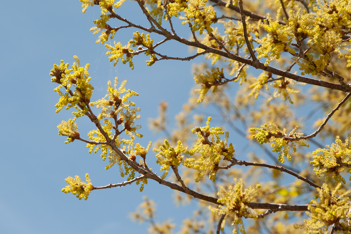 Изображение особи Quercus robur.