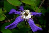 Clematis × jackmanii