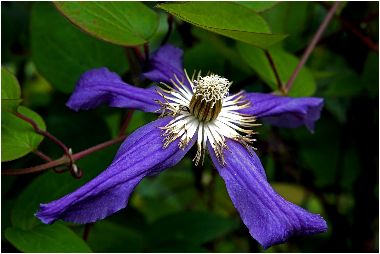 Image of Clematis × jackmanii specimen.