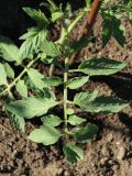 Lycopersicon esculentum. Лист. Ленинградская обл., Кировский р-н, пос. Дачное, дачный участок, огород. 19.06.2026.