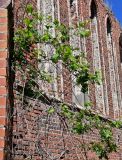 род Vitis